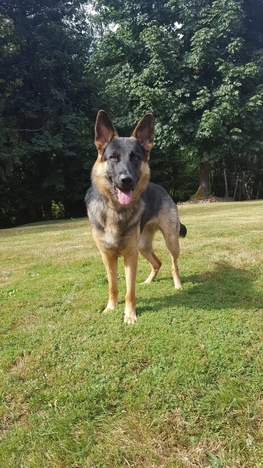 Lost dog in Shelton, WA, 98584