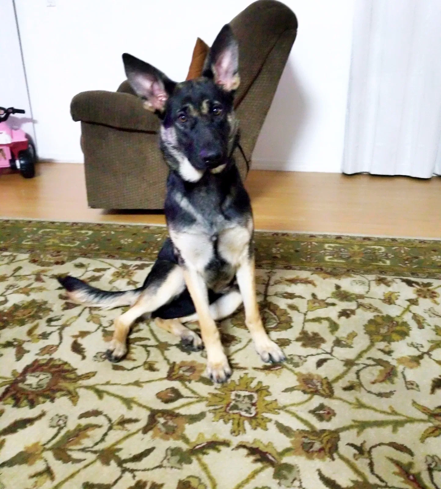 Lost dog in Bryan, TX, 77808
