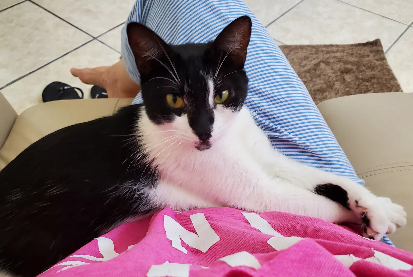 Lost cat in New Port Richey, FL, 34653