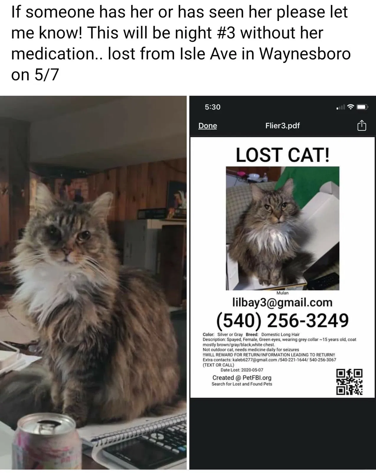 Lost cat in Waynesboro, VA, 22980