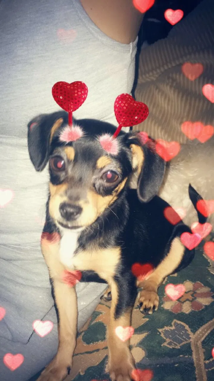 Lost dog in Las Cruces, NM, 88001