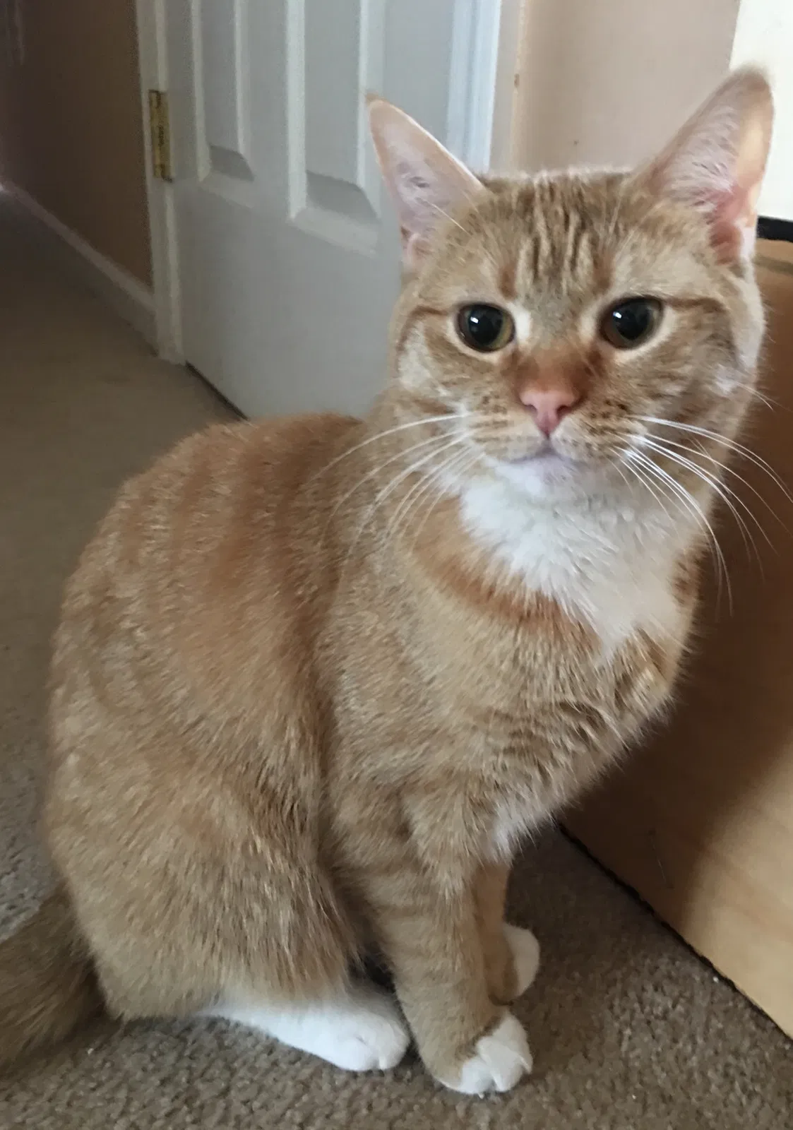 Lost cat in Wingdale, NY, 12594