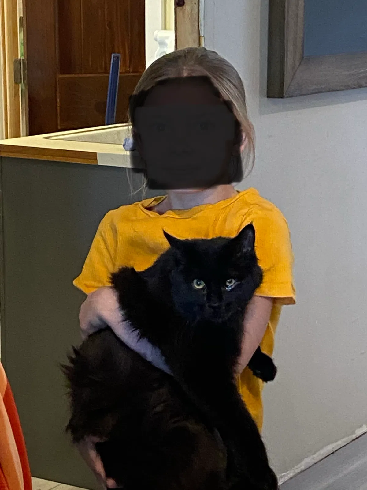 Lost cat in Prescott, AZ, 86301