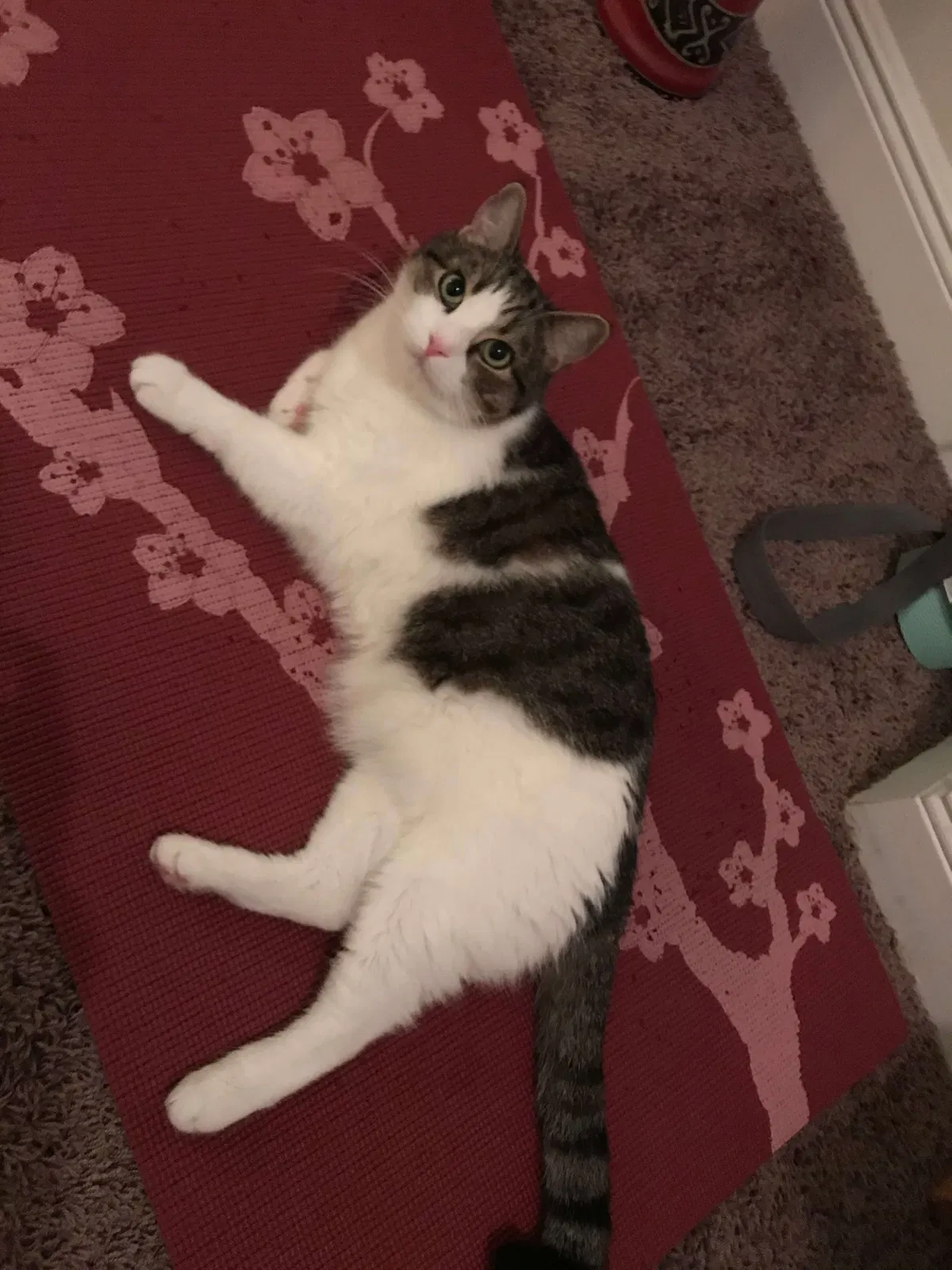 Lost cat in Palm Harbor, FL, 34684