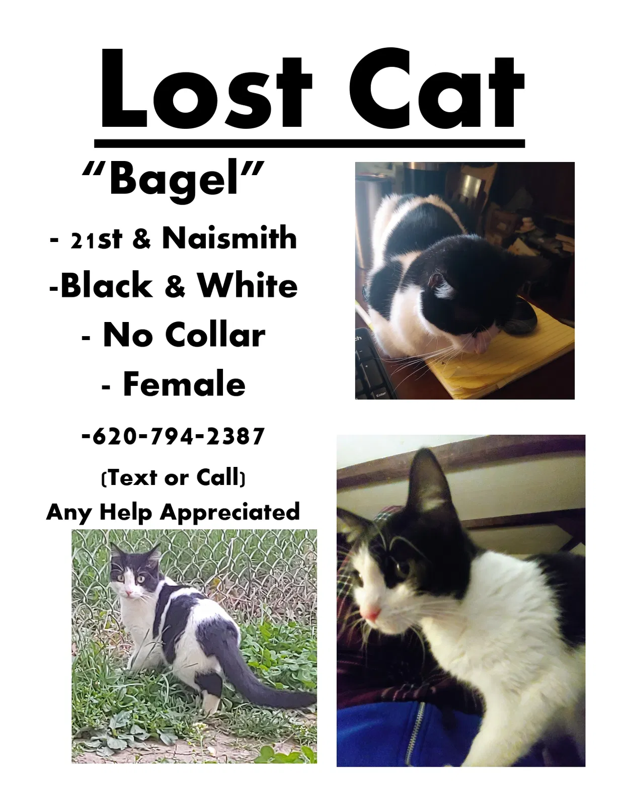 Lost cat in Lawrence, KS, 66046