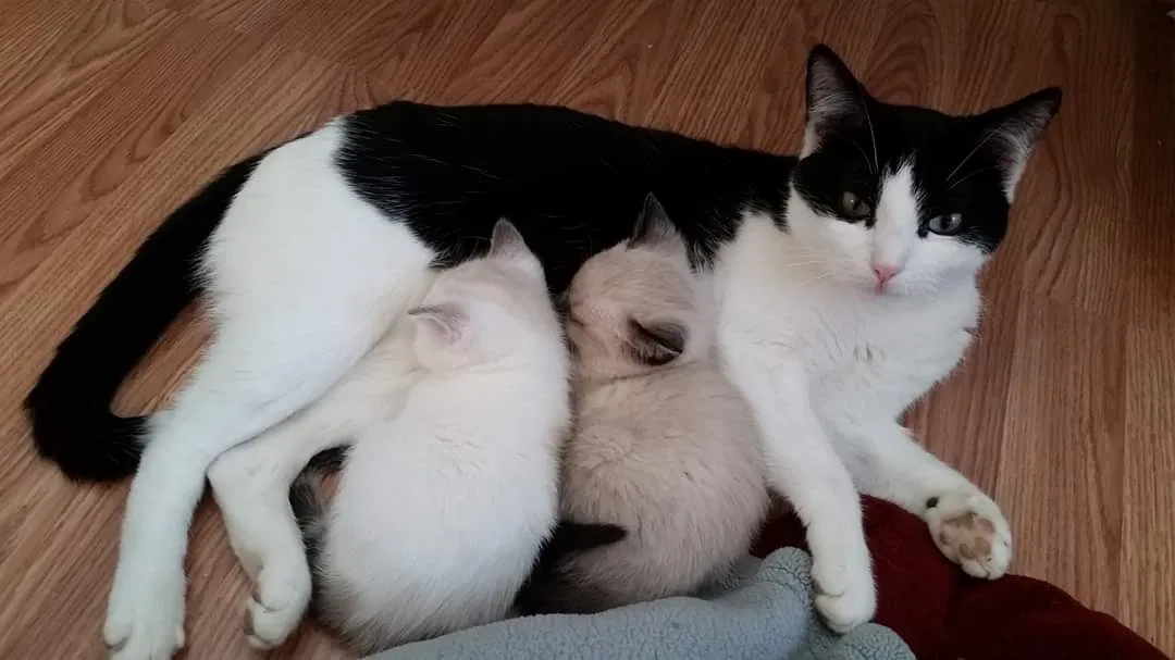 Lost cat in Rogers, AR, 72756