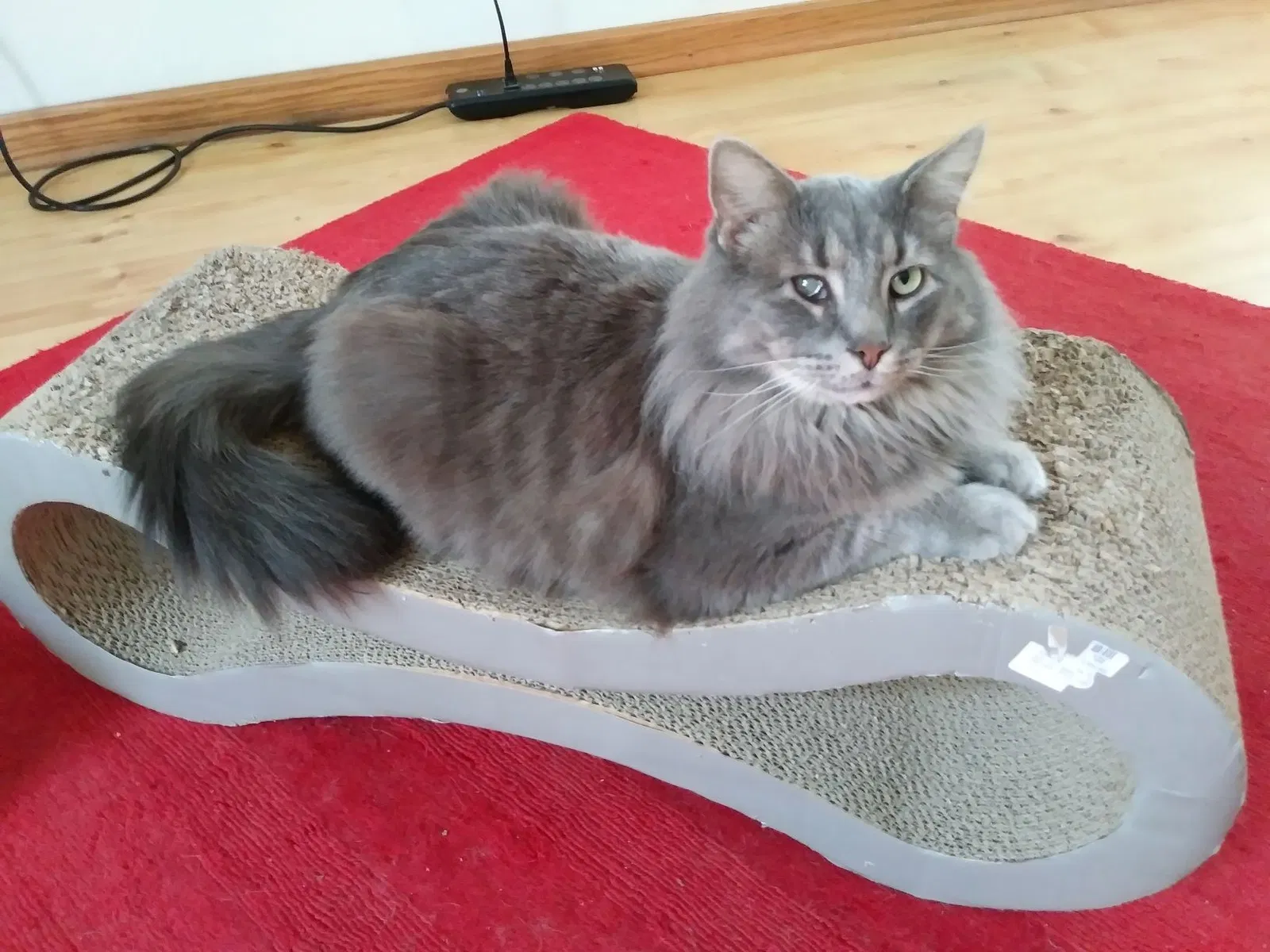 Lost cat in Youngstown, OH, 44512