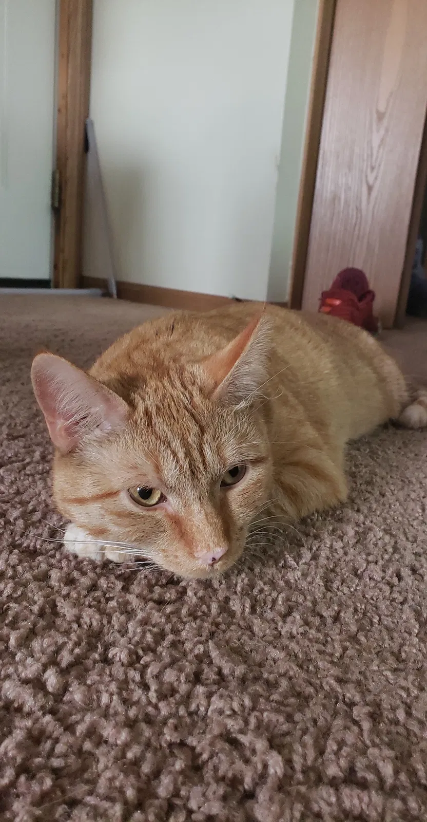 Lost cat in Maumee, OH, 43537