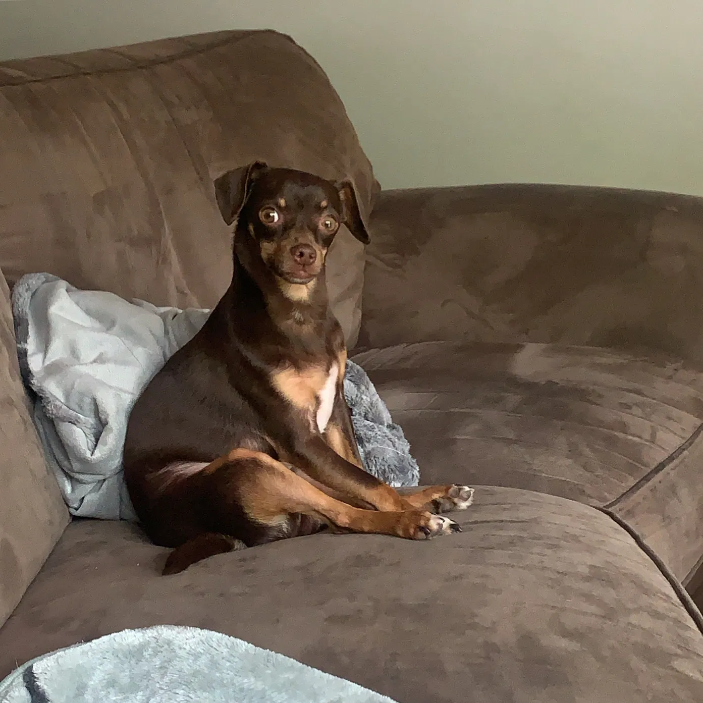 Lost dog in Overland Park, KS, 66223