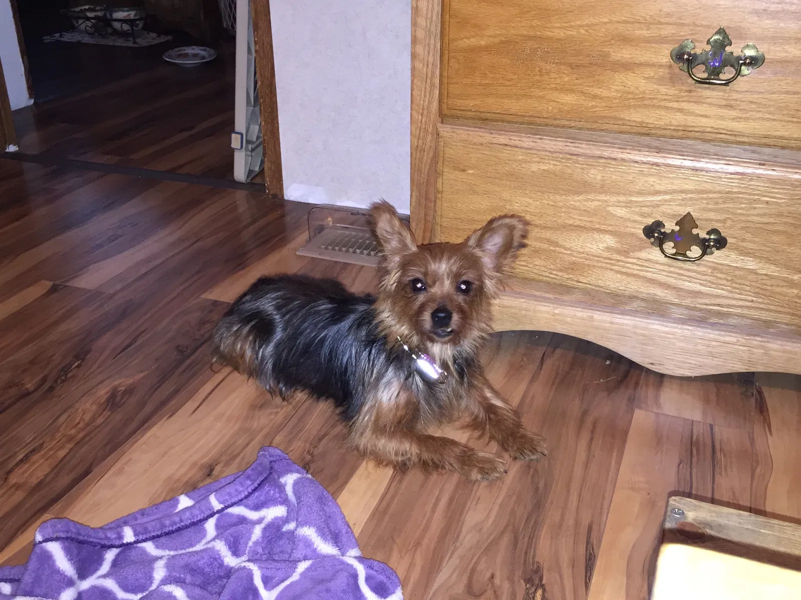 Lost dog in New Market, TN, 37820