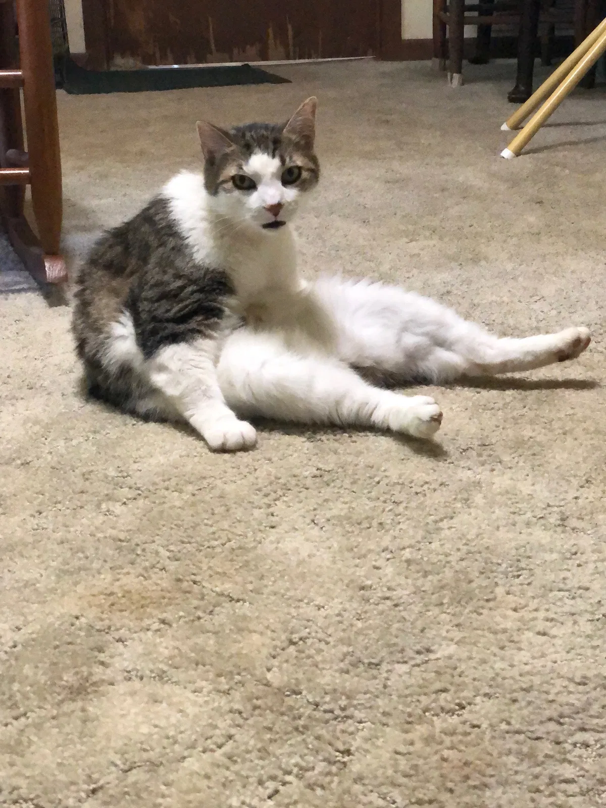 Lost cat in Walland, TN, 37886