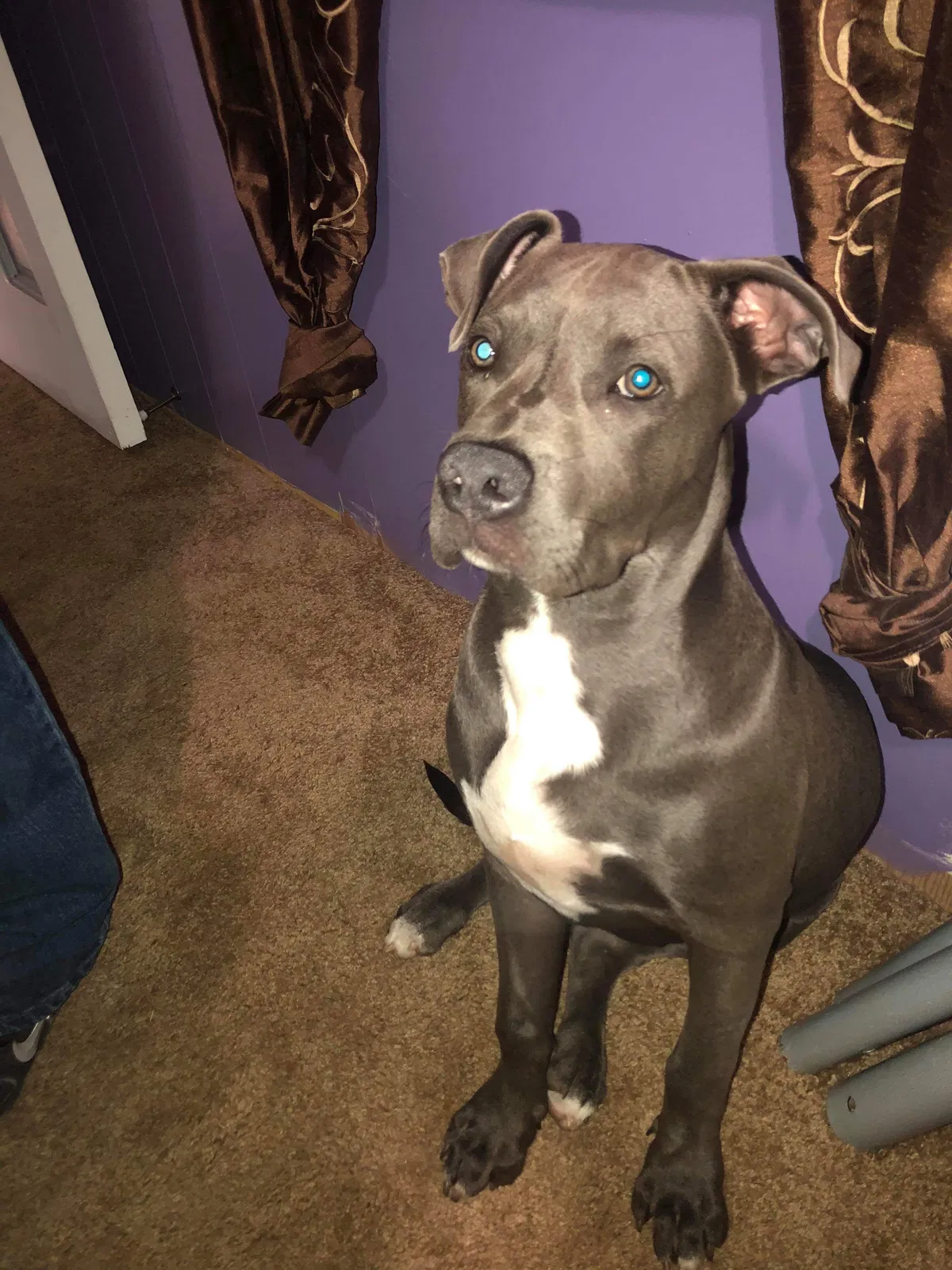 Lost dog in Cedartown, GA, 30125