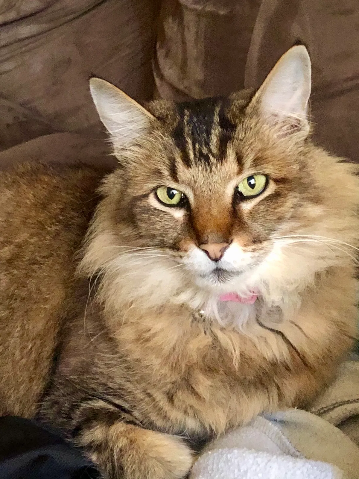 Lost cat in Sherman, TX, 75090