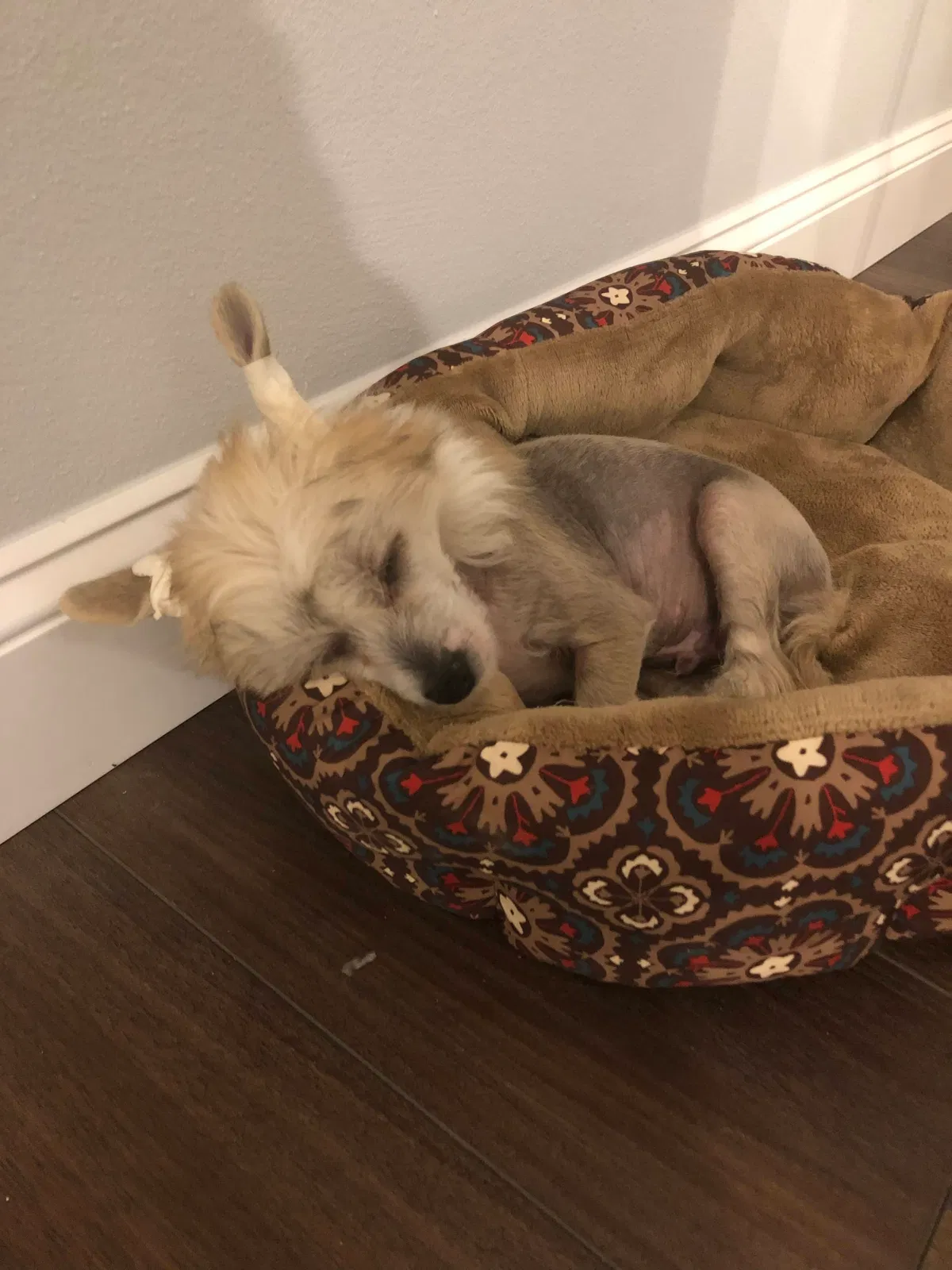 Lost dog in Columbia, IL, 62236