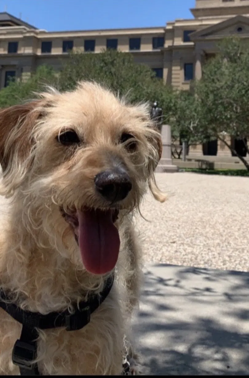 Lost dog in College Station, TX, 77840