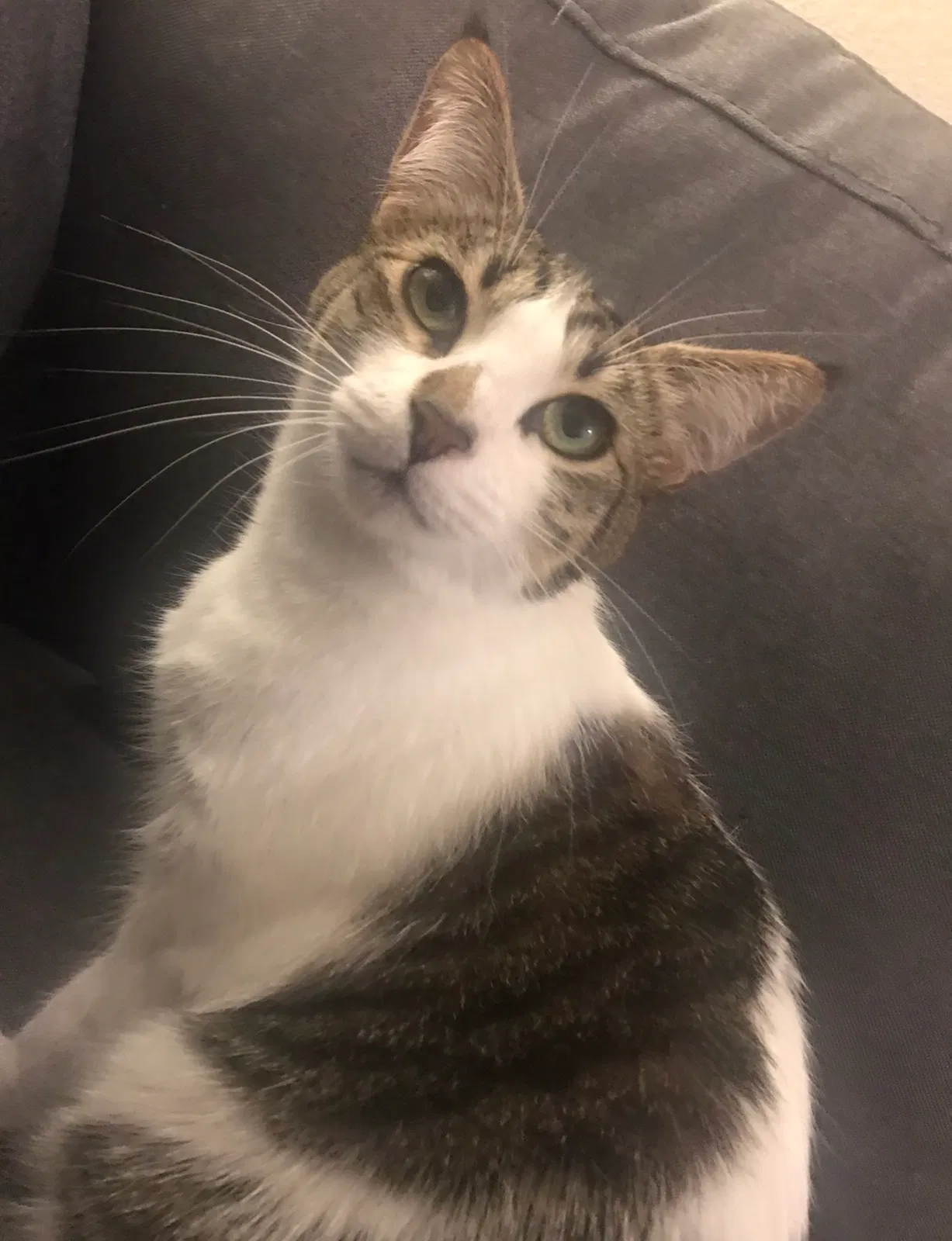 Lost cat in Portland, OR, 97230