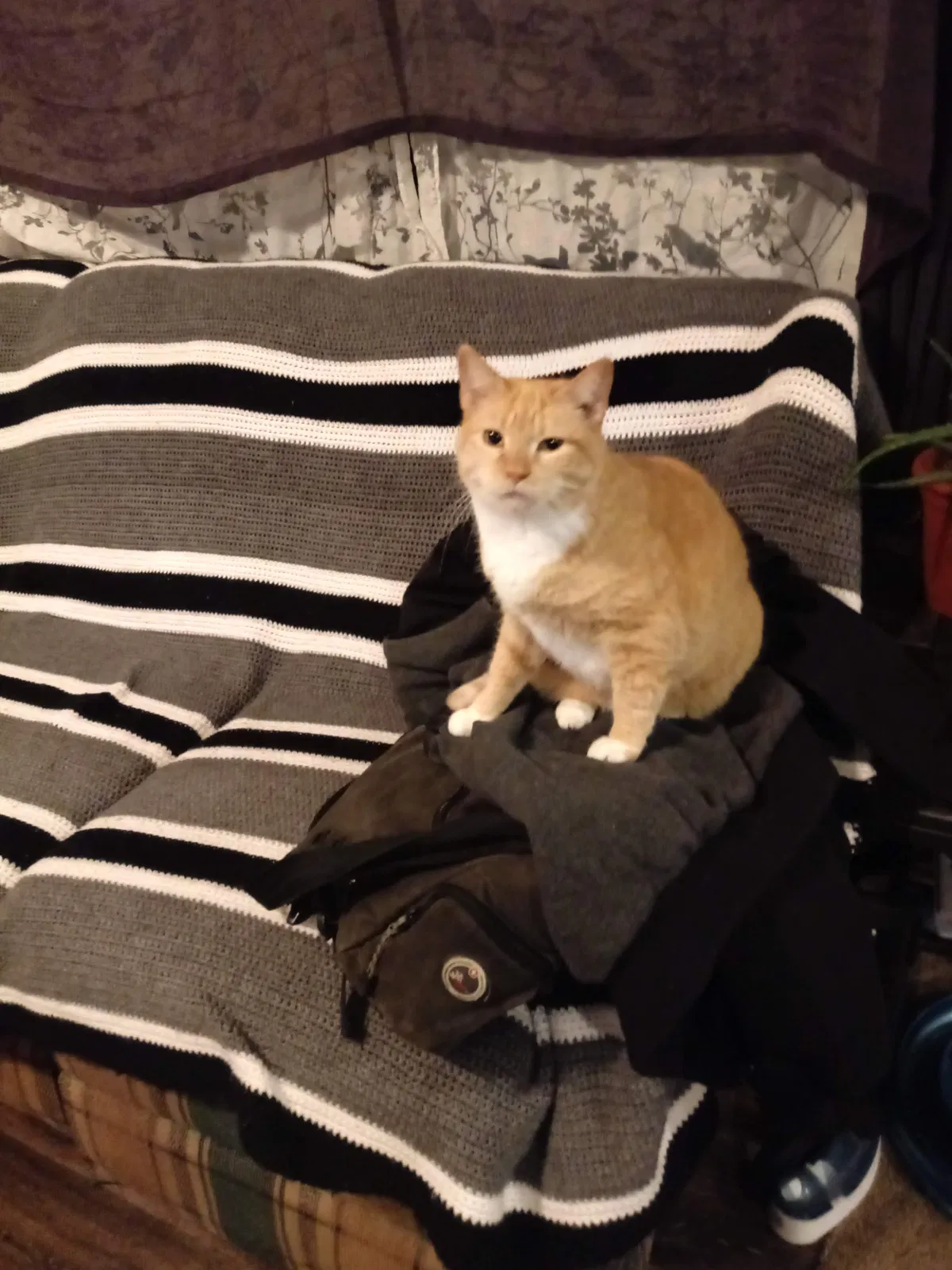 Lost cat in Allendale, MI, 49401