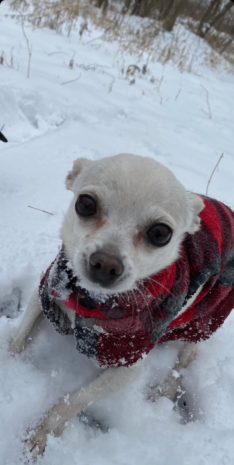 Lost dog in Gurnee, IL, 60031