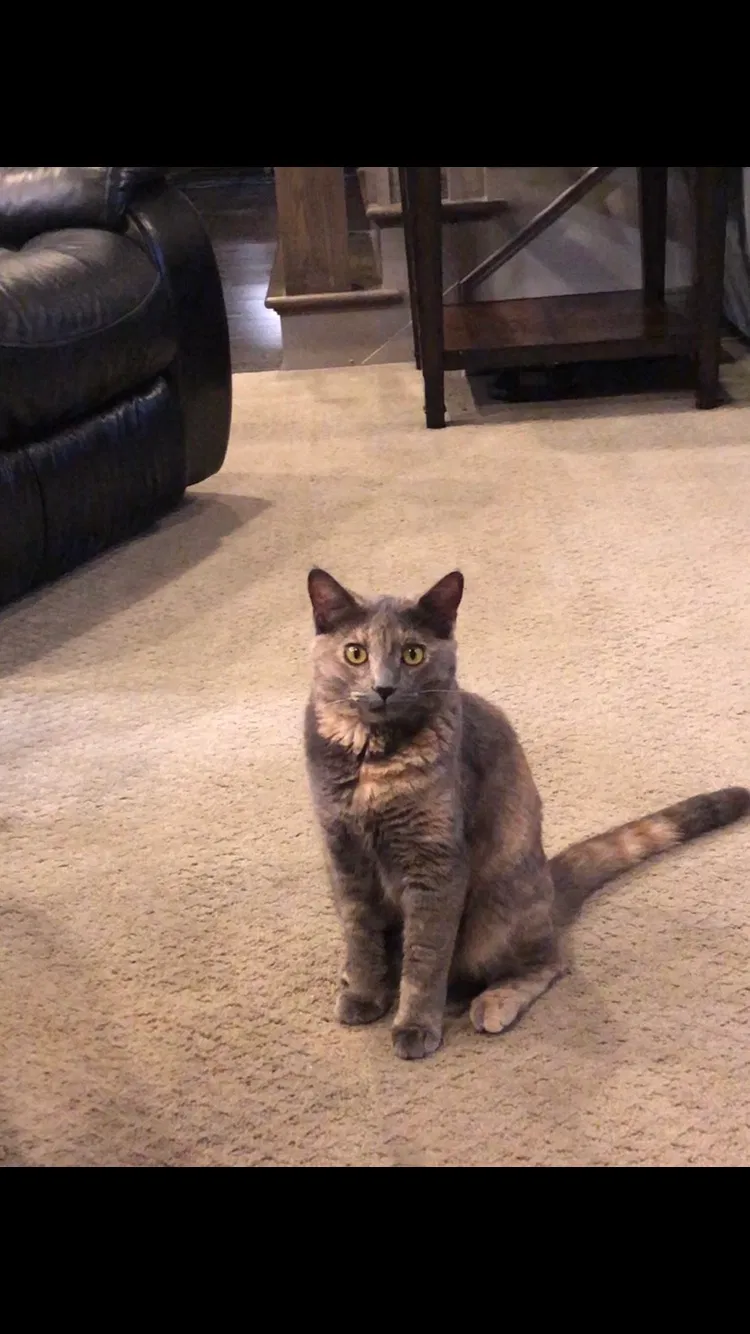 Lost cat in Buford, GA, 30518