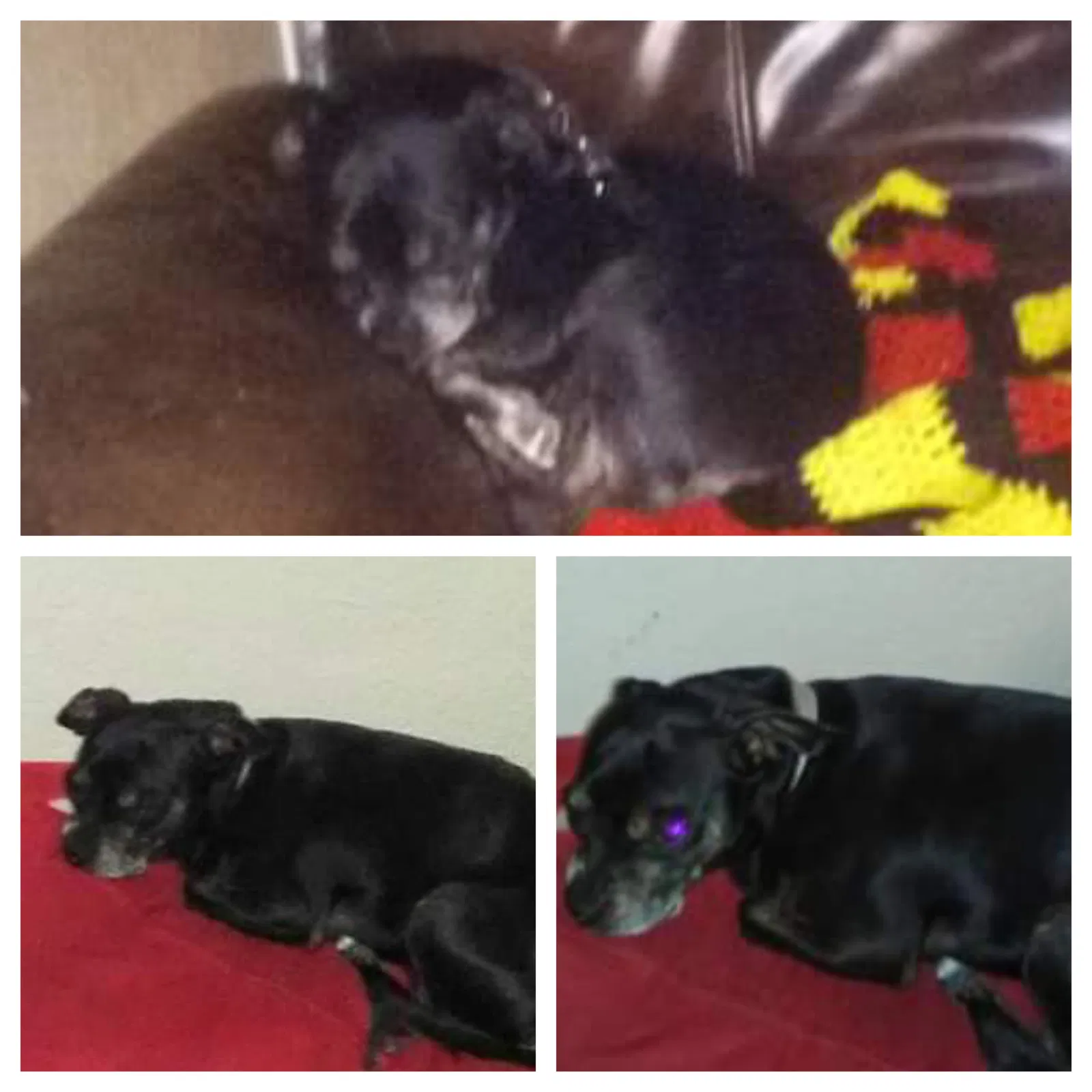 Lost dog in Abilene, TX, 79601