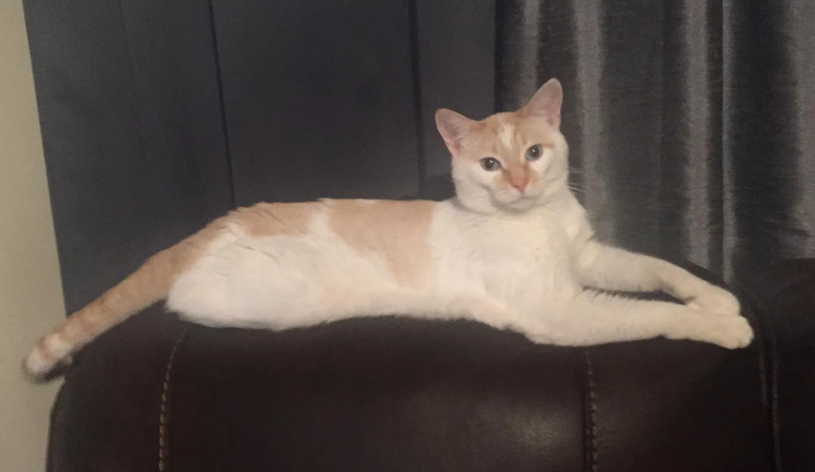 Lost cat in Morristown, TN, 37814
