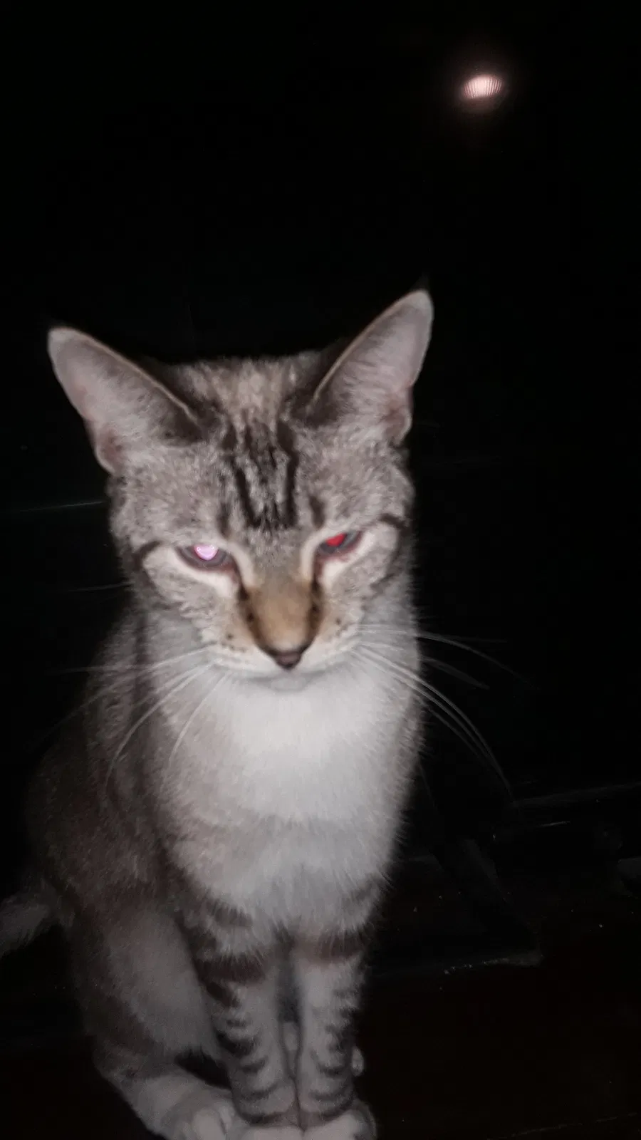 Lost cat in Highland City, FL, 33846