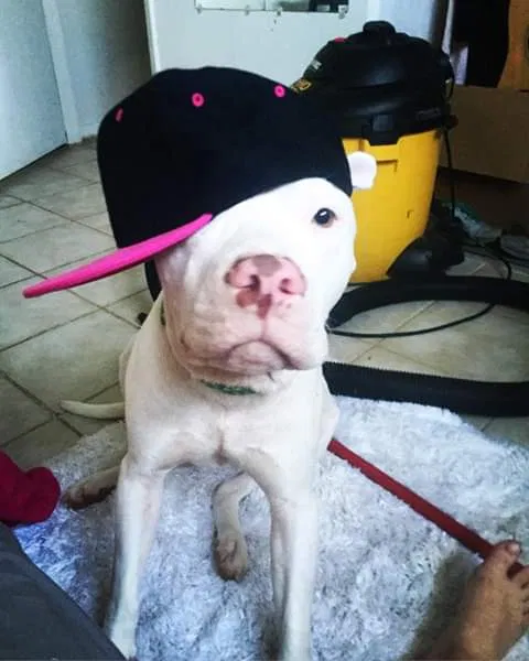 Lost dog in Daytona Beach, FL, 32119