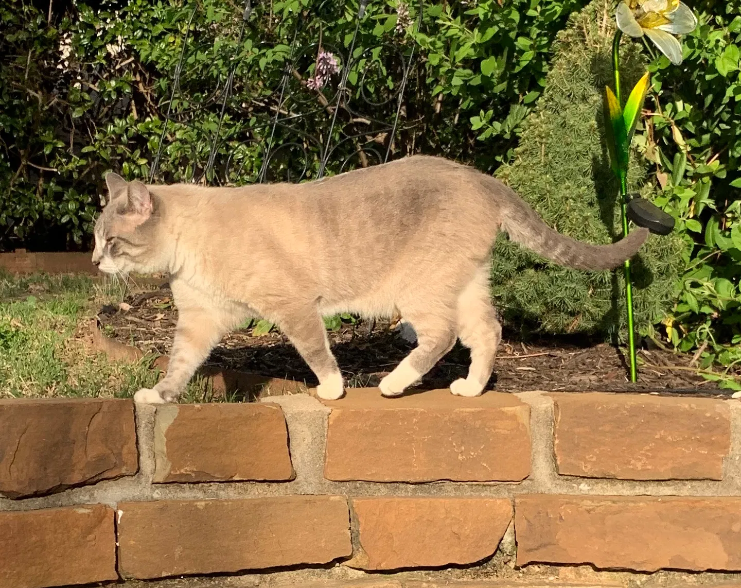 Lost cat in Tulsa, OK, 74137