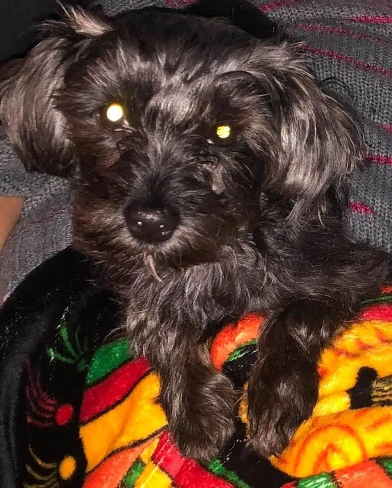 Lost dog in Chicago, IL, 60632