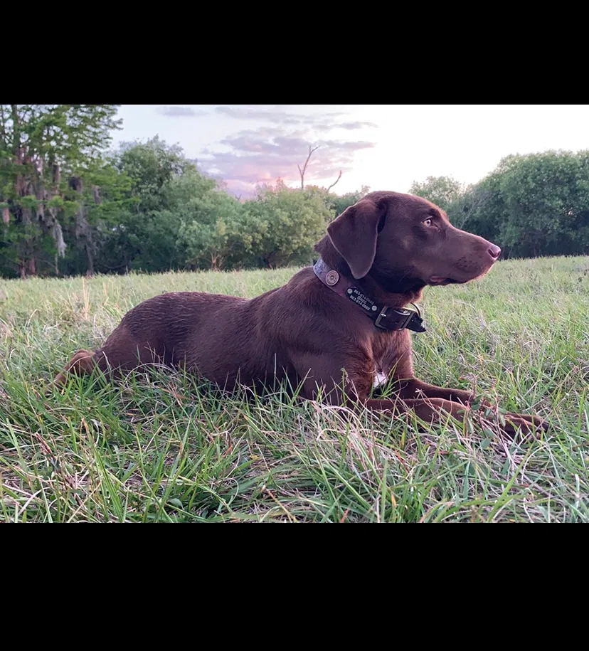 Lost dog in Polk City, FL, 33868