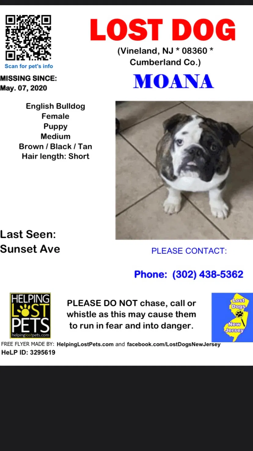 Lost dog in Vineland, NJ, 8360