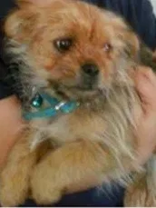 Lost dog in Baltimore, MD, 21223