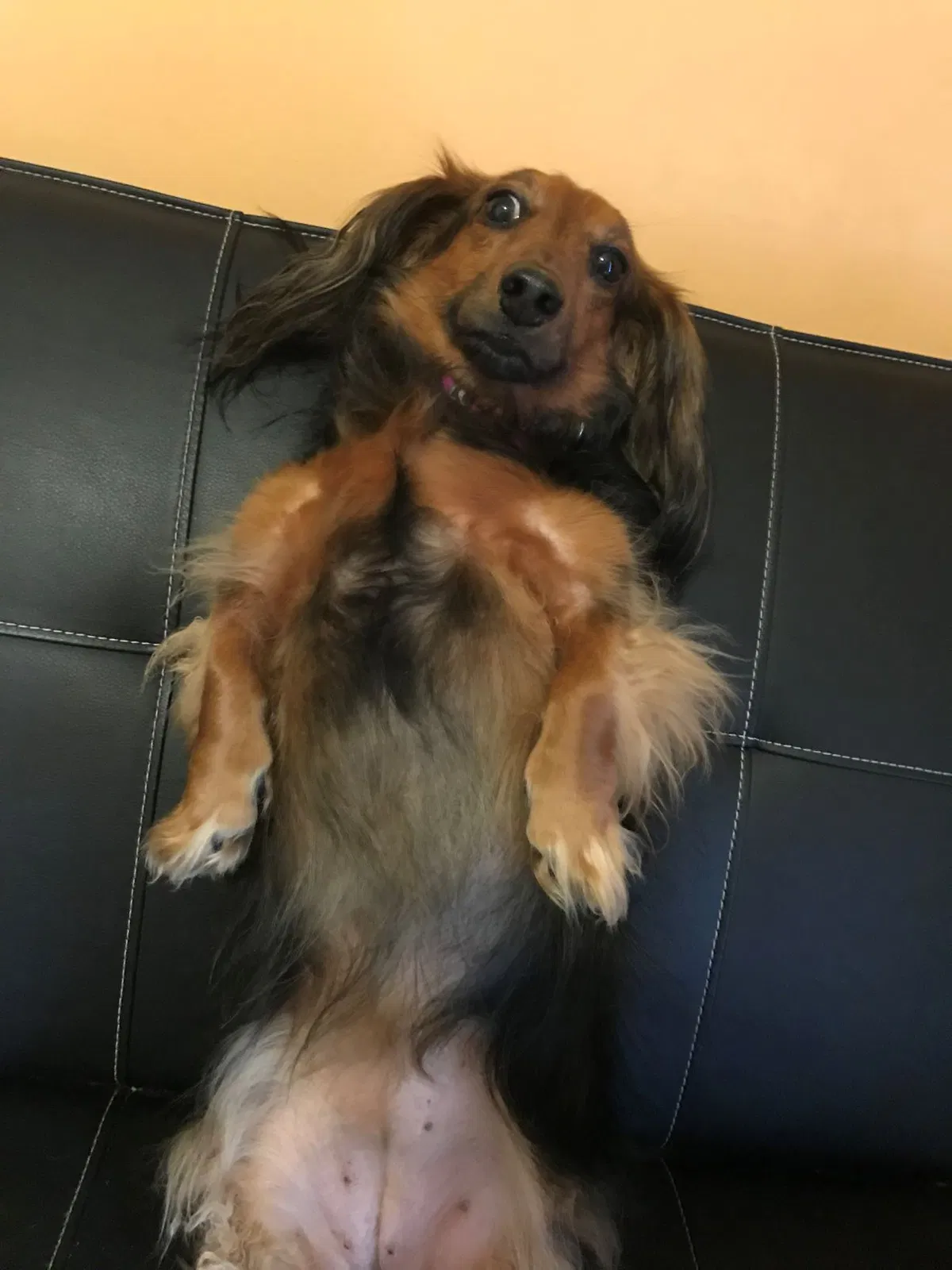 Lost dog in Tulsa, OK, 74133