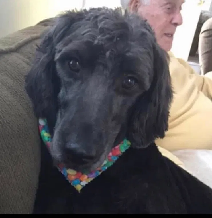 Lost dog in Johnstown, OH, 43031