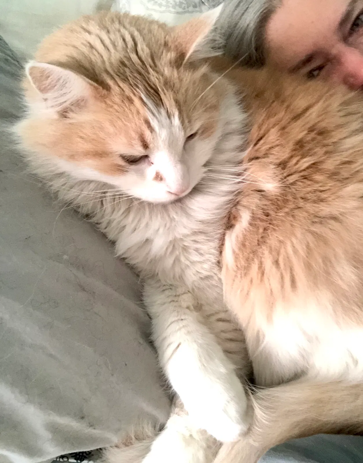 Lost cat in Minneapolis, MN, 55409
