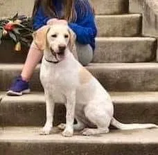 Lost dog in Washington Court House, OH, 43160