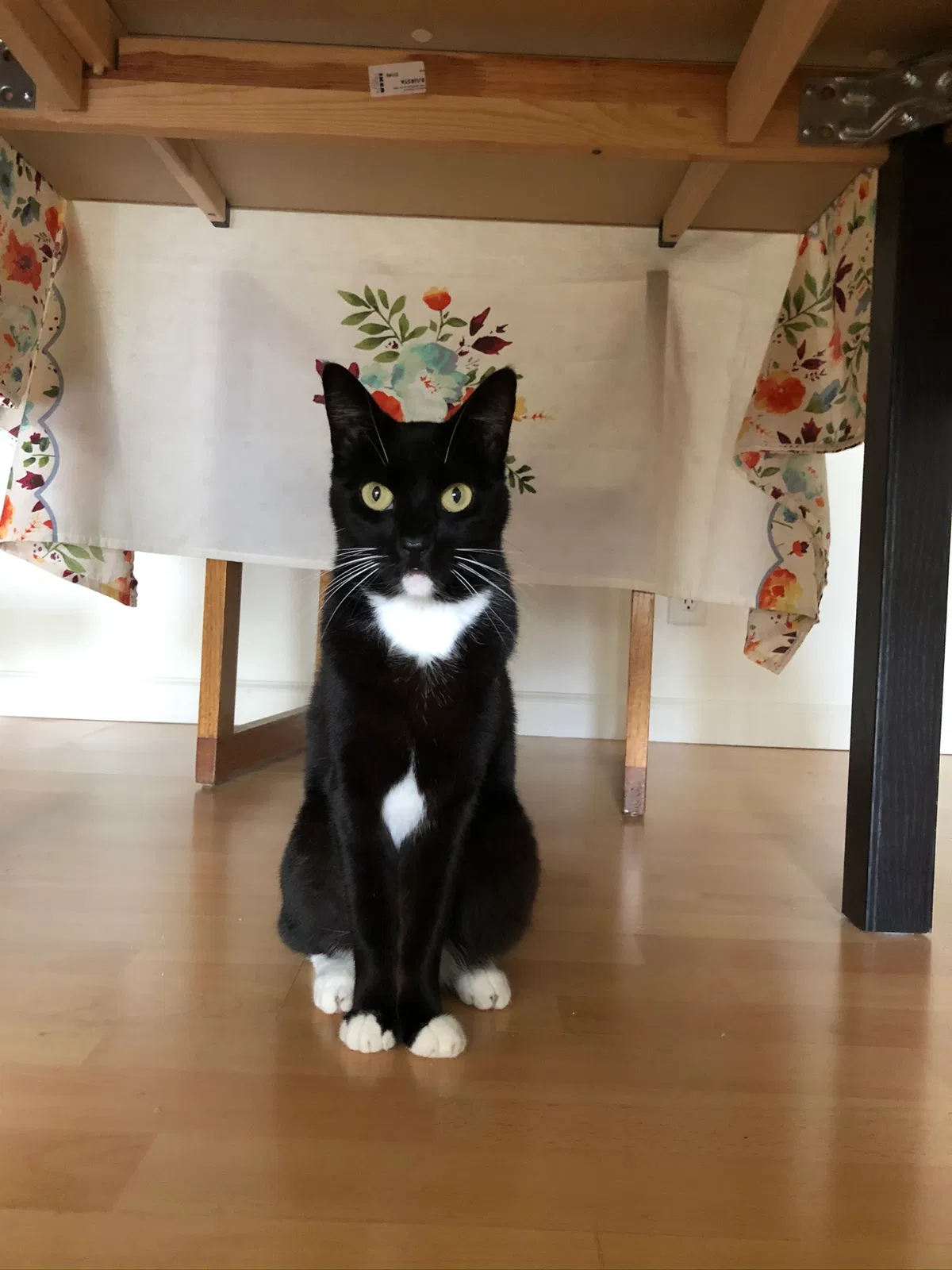 Lost cat in Oakland, CA, 94619