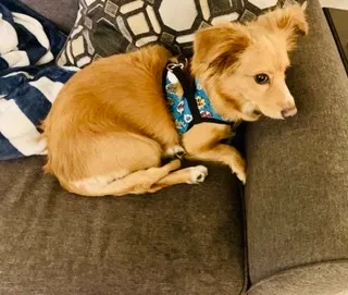 Lost dog in San Diego, CA, 92129
