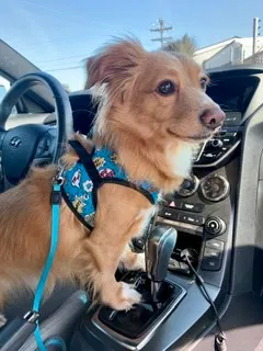 Lost dog in Capistrano Beach, CA, 92624