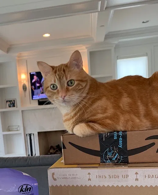Lost cat in Western Springs, IL, 60558