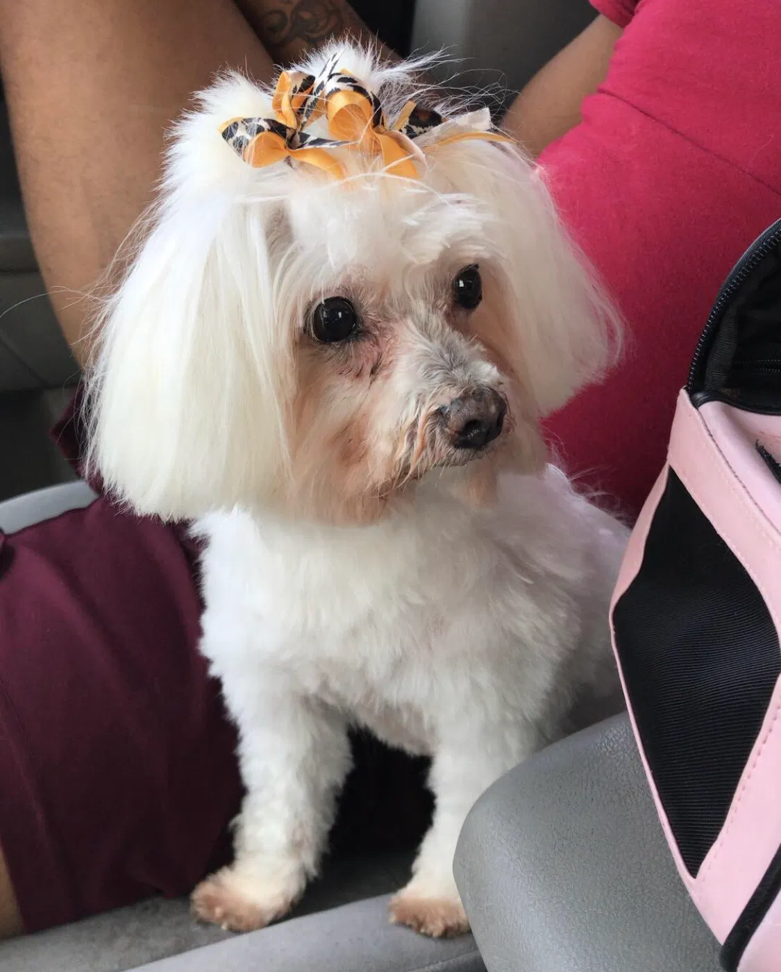 Lost dog in New Orleans, LA, 70128