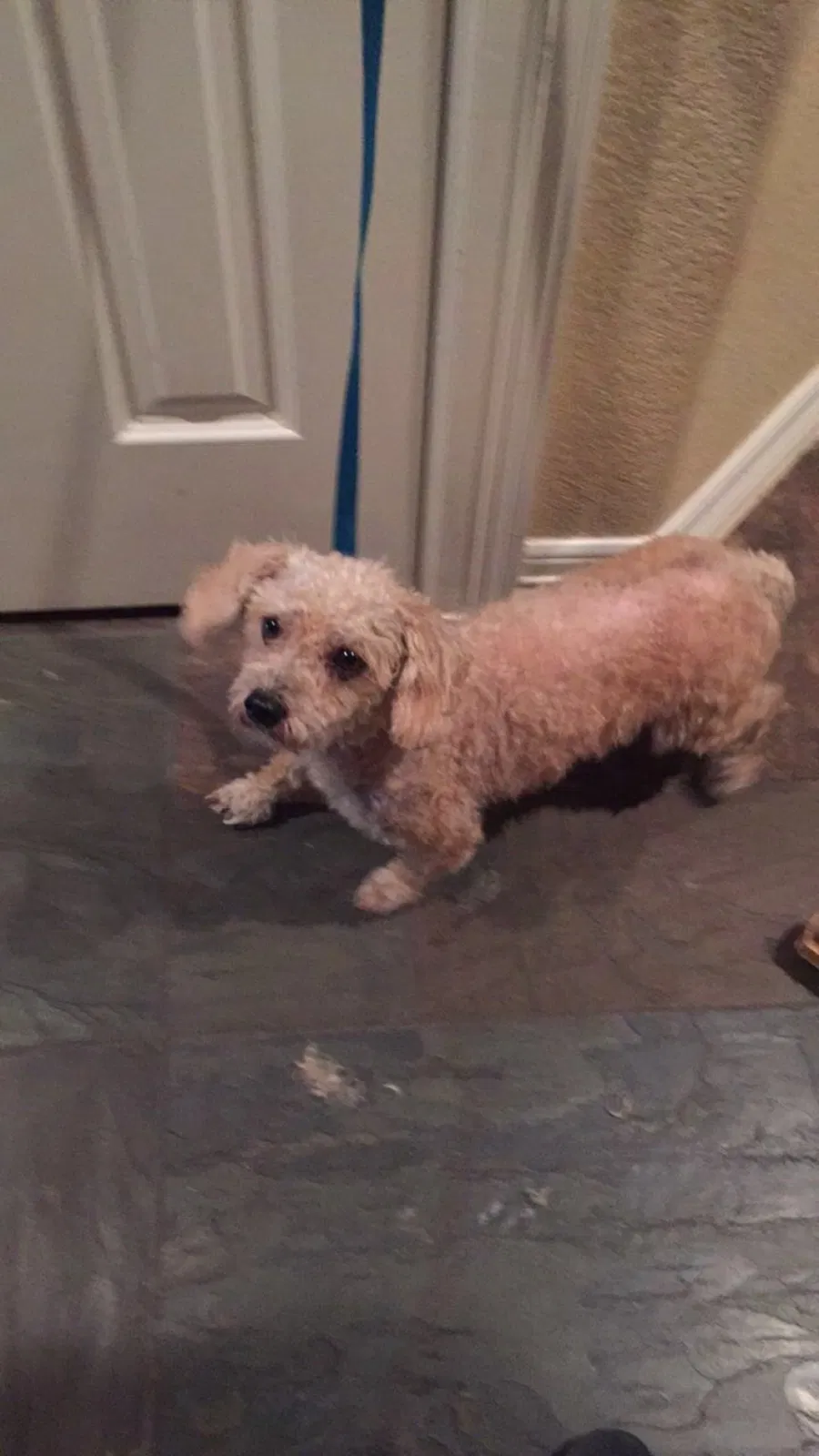 Lost dog in Richmond, TX, 77469