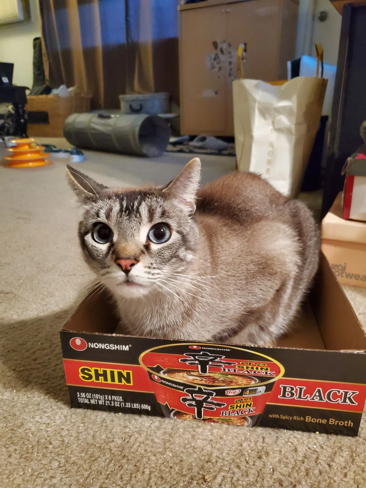 Lost cat in San Gabriel, CA, 91776