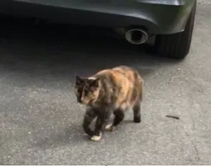 Lost cat in Auburndale, MA, 2466