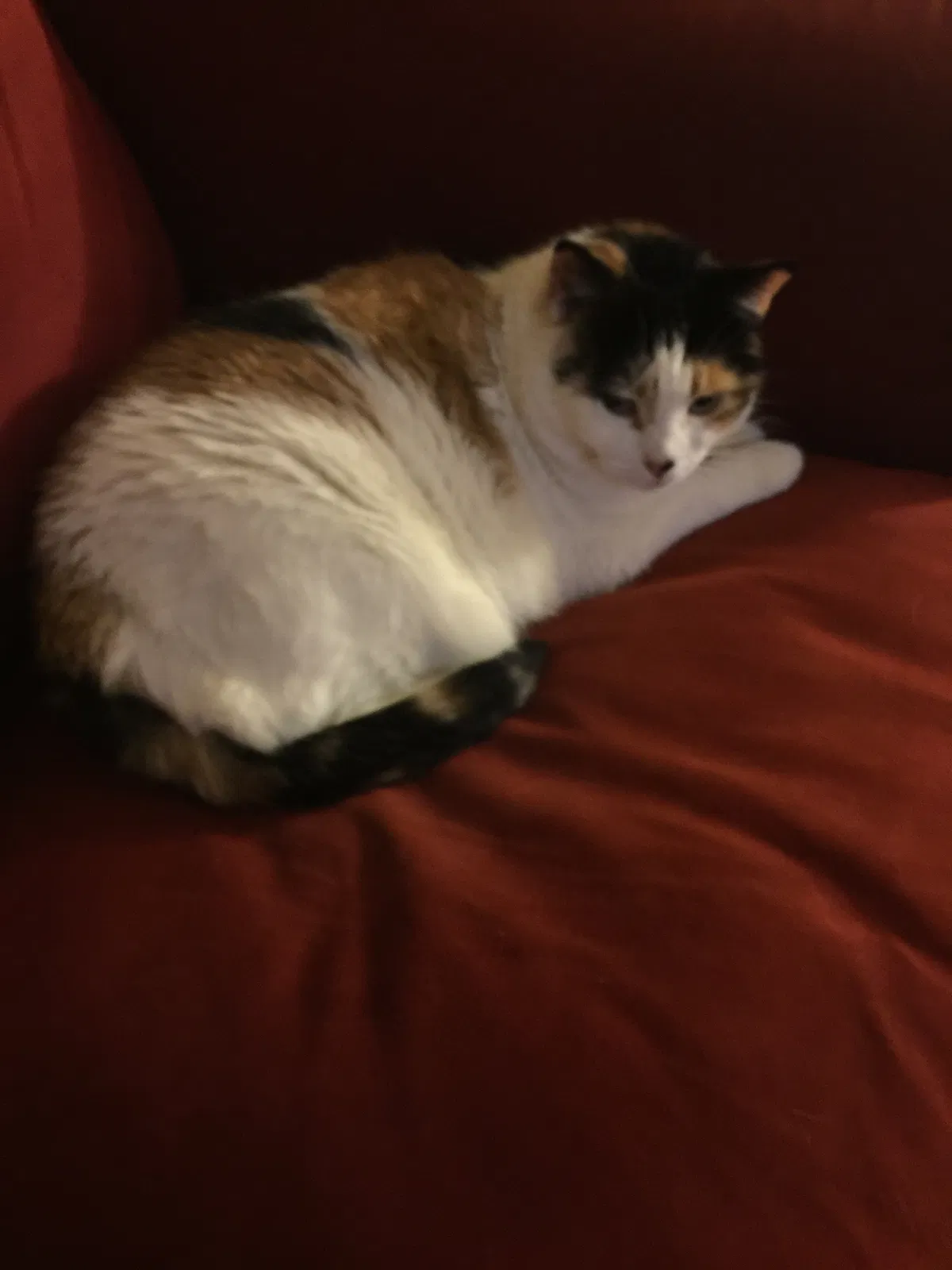 Lost cat in Yorba Linda, CA, 92887