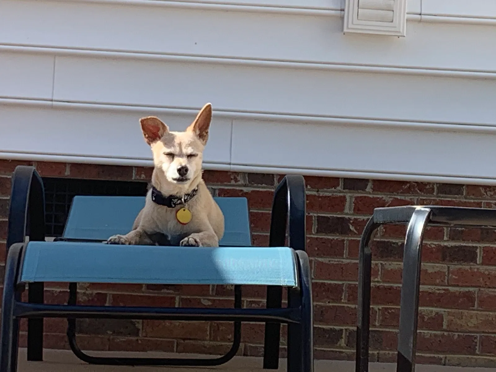 Lost dog in Raleigh, NC, 27616