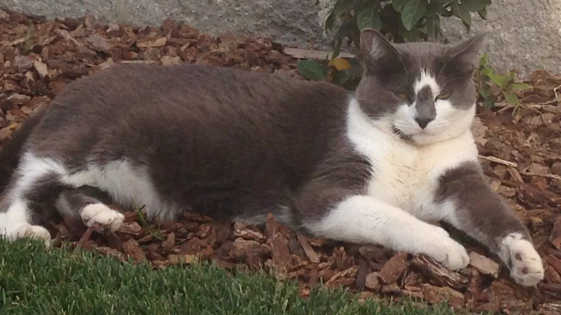 Lost cat in Roseville, CA, 95747