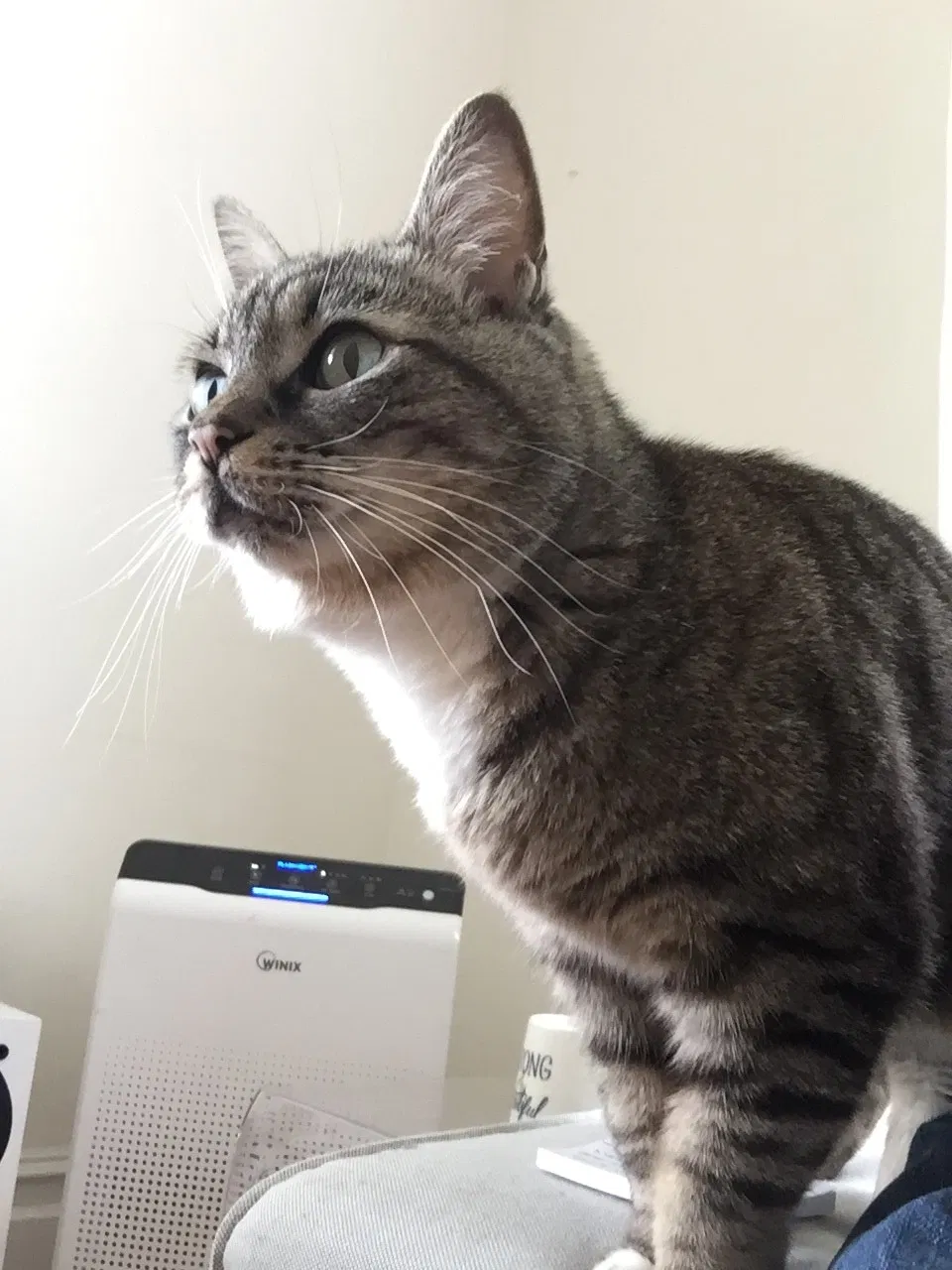 Lost cat in Portland, OR, 97202