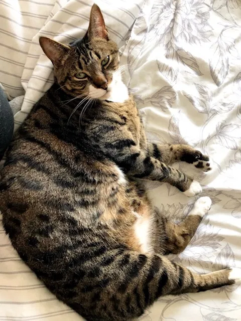 Lost cat in Fort Lauderdale, FL, 33324