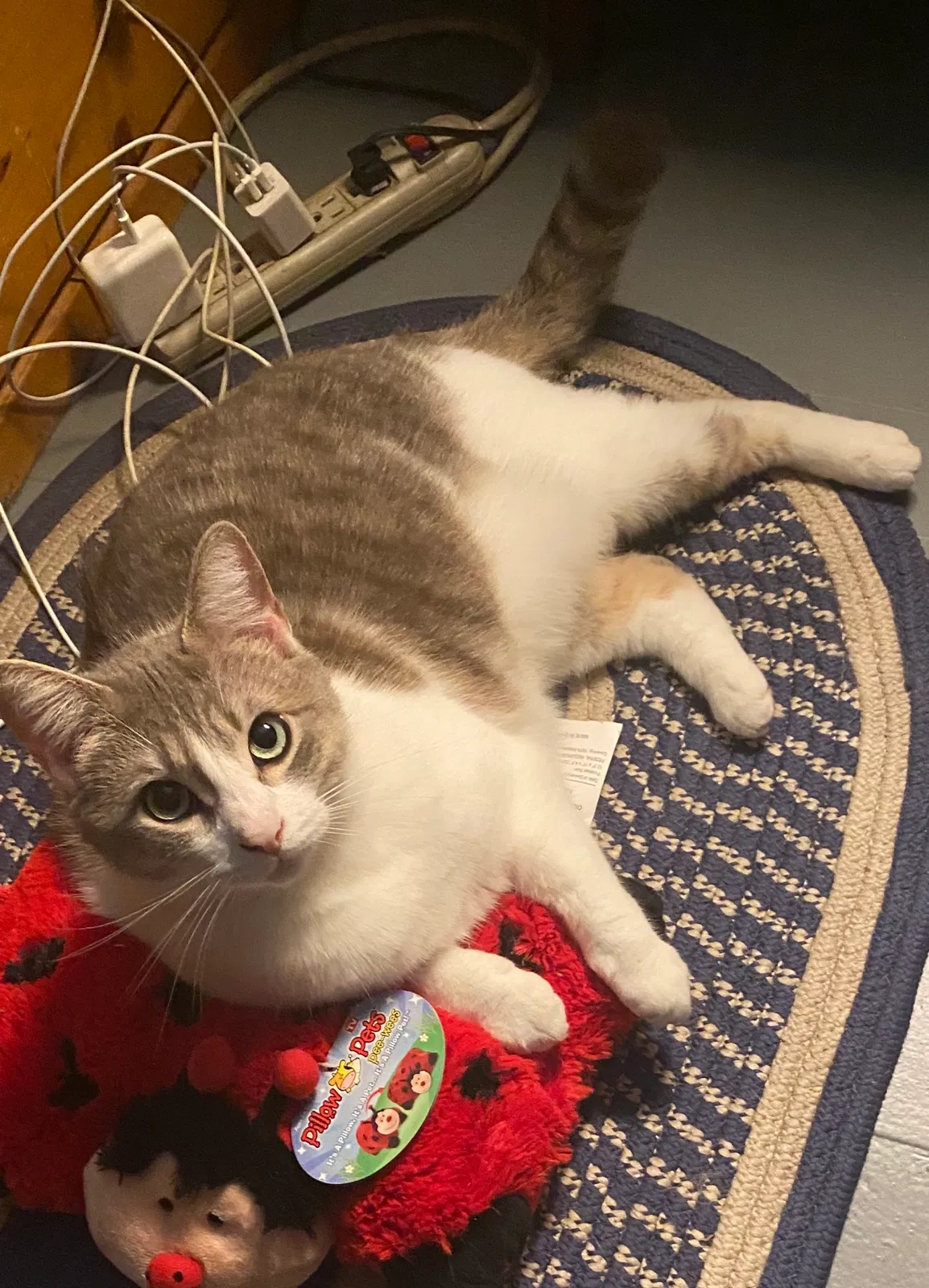 Lost cat in Daly City, CA, 94014